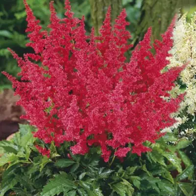 Астильба МОНТГОМЕРИ японская в Дзержинске