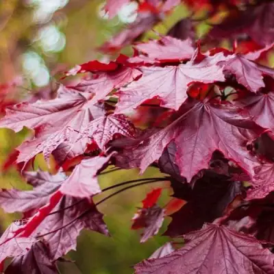 Клен РОЯЛ РЕД остролистный в Дзержинске