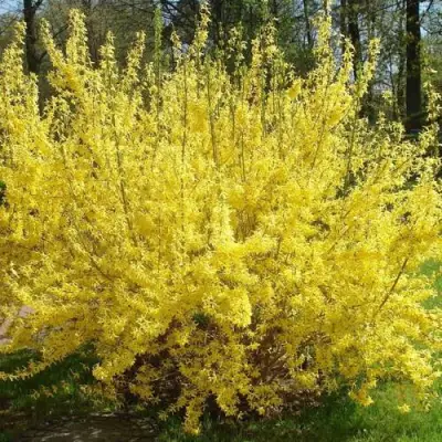 Форзиция ФОРЧУНА в Дзержинске