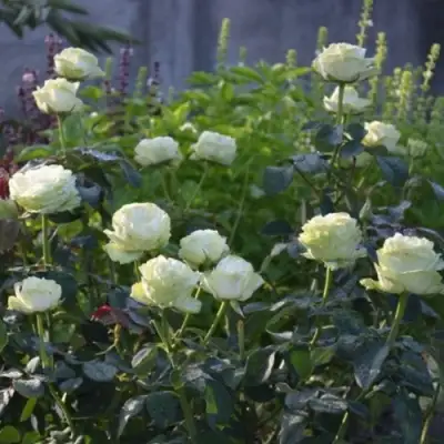 Роза ВАКАНА японская в Дзержинске