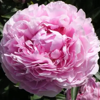 Пион ША-ЛА травянистый в Дзержинске