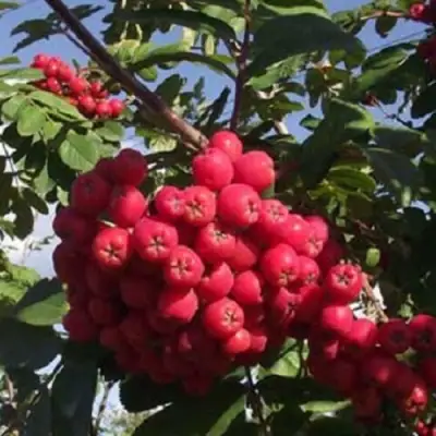 Рябина МОРАВСКАЯ сладкоплодная в Дзержинске