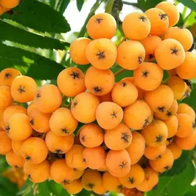 Рябина НЕВЕЖИНСКАЯ ЖЕЛТАЯ сладкоплодная в Дзержинске