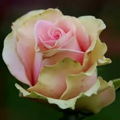 саженцы розы Дансинг Квин