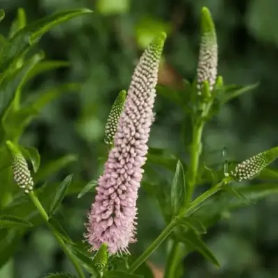 Вероника ФЕСТ ЧОЙС длиннолистная в Дзержинске