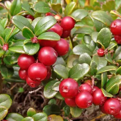 Брусника садовая АМЕРЛАНД в Дзержинске