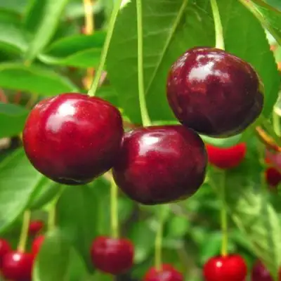 Вишня УЙФЕХЕРТОЙ ФЮРТОШ в Дзержинске