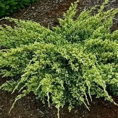 Можжевельник ДРИМ ДЖОЙ чешуйчатый в Дзержинске