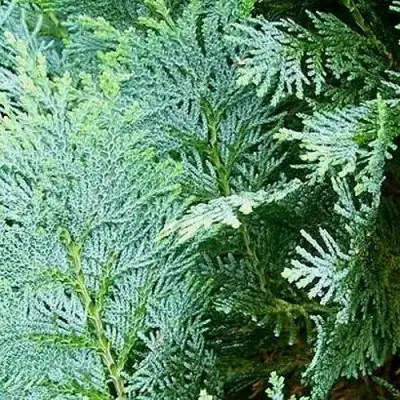 Кипарисовик КОЛУМНАРИС лавсона в Дзержинске