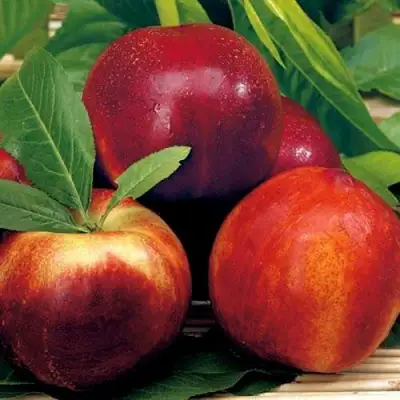 Нектарин СТАРК РЕД ГОЛД в Дзержинске