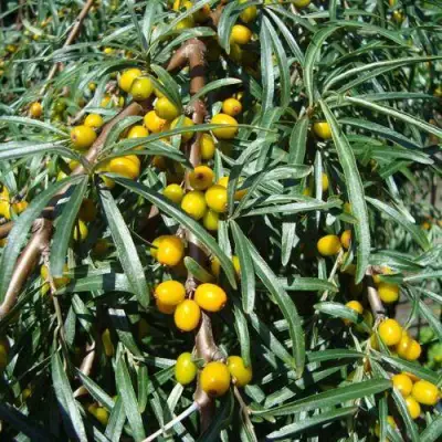 Облепиха ЖЕЛТОПЛОДНАЯ в Дзержинске