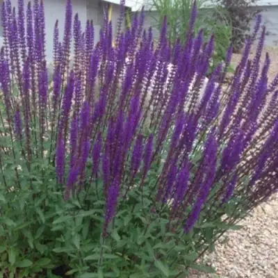 Шалфей КАРАДОНА в Дзержинске