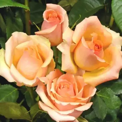 Роза ВЕРСИЛИЯ чайно-гибридная в Дзержинске