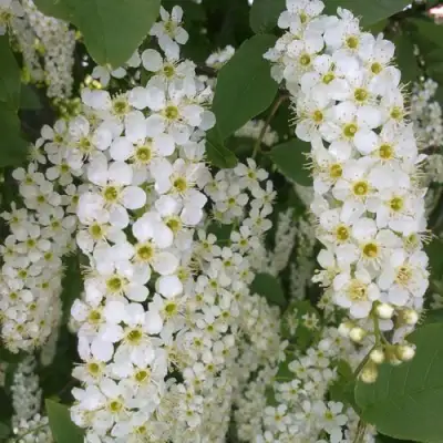 Черемуха САМОПЛОДНАЯ в Дзержинске