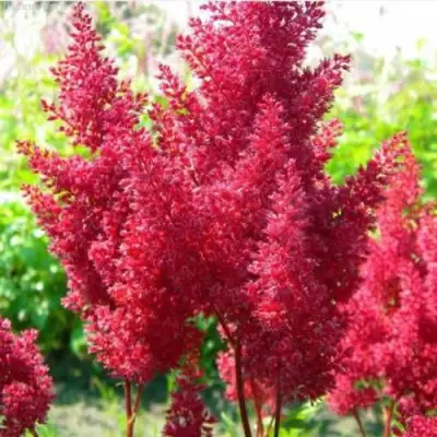 Астильба СКАЙСКРЕЙПЕР китайская в Дзержинске