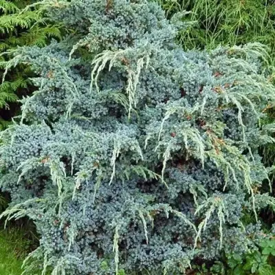 Можжевельник БЛЮ АЛЬПС китайский  в Дзержинске