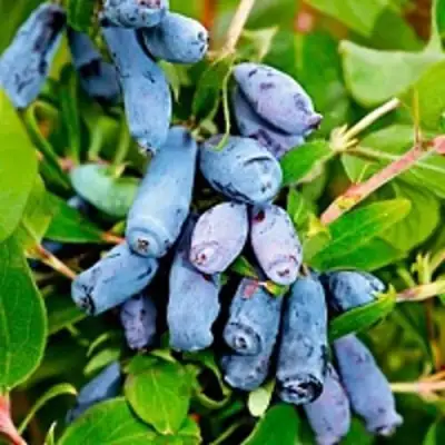 Жимолость съедобная БАКЧАРСКИЙ ВЕЛИКАН в Дзержинске