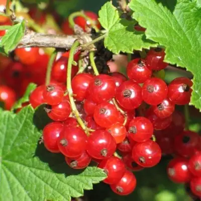 Смородина красная РАЧКОВСКАЯ в Дзержинске