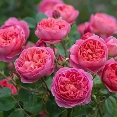 Роза БЕНДЖАМИН БРИТТЕН шраб в Дзержинске