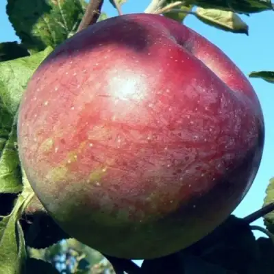 Яблоня АЛЕСЯ в Дзержинске