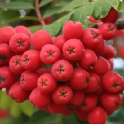 Рябина АЛАЯ КРУПНАЯ сладкоплодная в Дзержинске