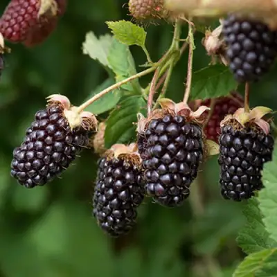 Ежемалина БОЙСЕНБЕРРИ в Дзержинске