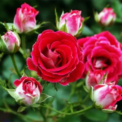 Роза ШОНЕ КОБЛЕНЦЕРИН флорибунда в Дзержинске