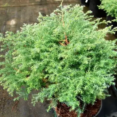 Кипарисовик СКВАРРОЗА горохоплодный в Дзержинске