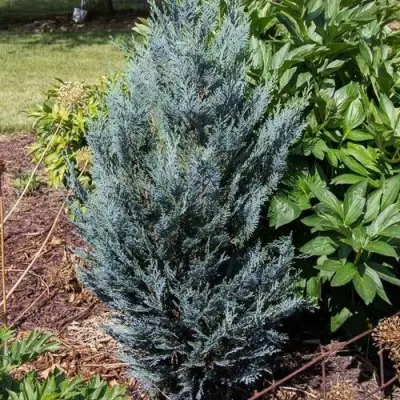 Кипарисовик ДАРТС БЛЮ РИББОН лавсона в Дзержинске