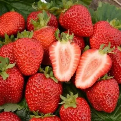 Клубника ФЛОРЕНС в Дзержинске