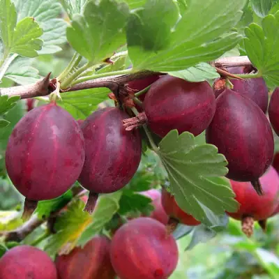 Крыжовник ХИННОМАКИ РОТ в Дзержинске