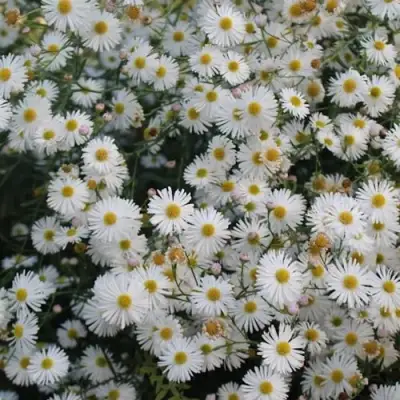 Болтония СНОУБЭНК в Дзержинске