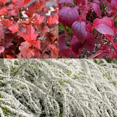 Комплект ЖИВАЯ ИЗГОРОДЬ в Дзержинске