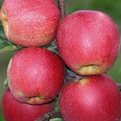 Яблоня ЧЕМПИОН в Дзержинске