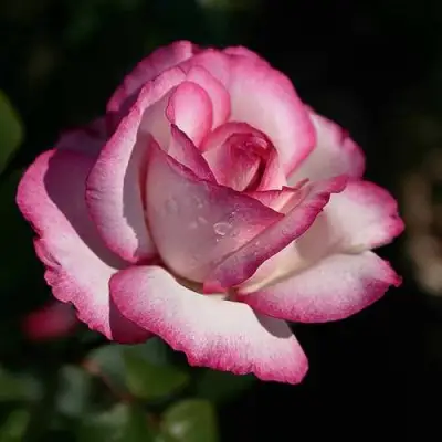 саженцы розы Дип Вотер