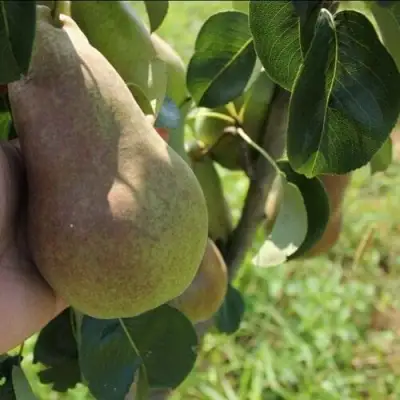 Груша БРЯНСКАЯ КРАСАВИЦА в Дзержинске