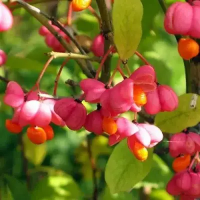 Бересклет ЕВРОПЕЙСКИЙ в Дзержинске