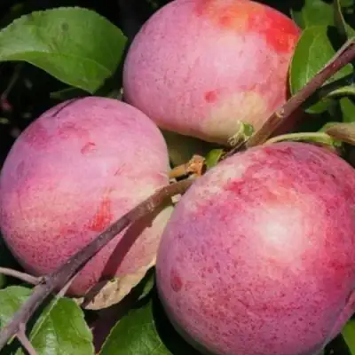 Яблоня БЕЛОРУССКОЕ МАЛИНОВОЕ в Дзержинске