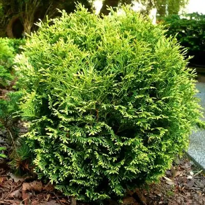 Туя ВОТЕРФИЛД западная в Дзержинске