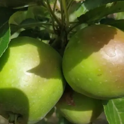 Яблоня ПАМЯТЬ СИКОРЫ в Дзержинске