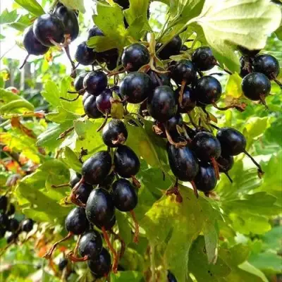 Смородина золотистая ОВАЛЬНАЯ в Дзержинске