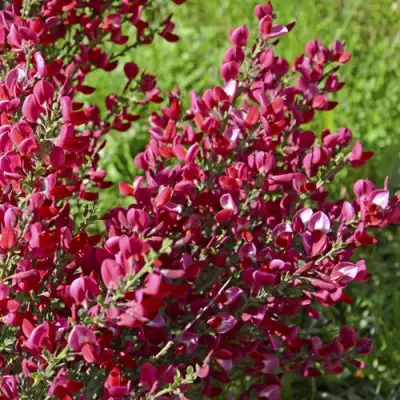 Ракитник БОСКОП РУБИ  в Дзержинске