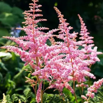 Астильба ЭДЕНС ОДИССЕЙ Арендса в Дзержинске