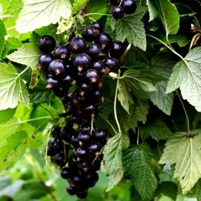 Смородина чёрная БЕЛОРУССКАЯ СЛАДКАЯ в Дзержинске