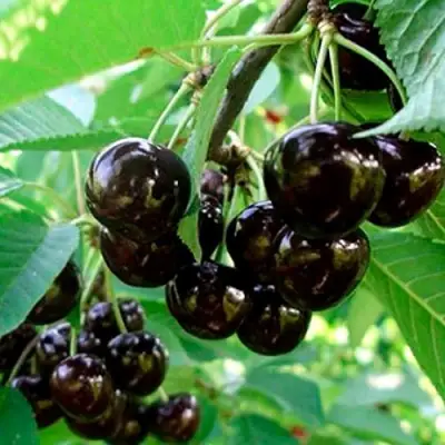 Черешня МУСКАТНАЯ в Дзержинске