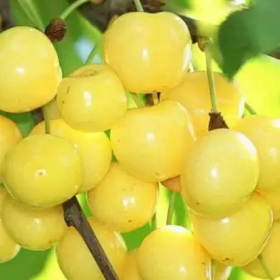 Черешня РОССОШАНСКАЯ ЗОЛОТАЯ в Дзержинске