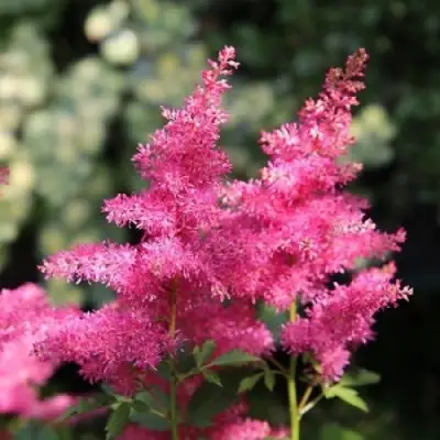 Астильба САННИ ДЕЙ гибридная в Дзержинске