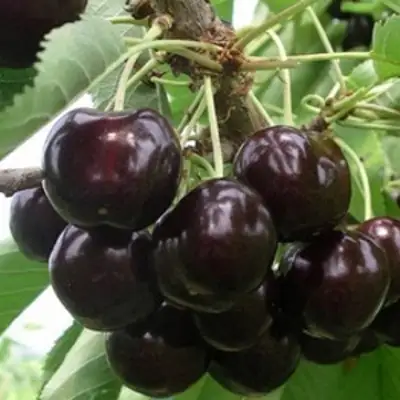 Вишня РОССОШАНСКАЯ ЧЕРНАЯ в Дзержинске