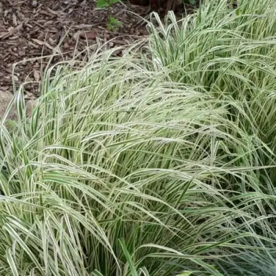 Вейник ОВЕРДАМ остроцветковый в Дзержинске