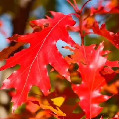 Дуб красный в Дзержинске